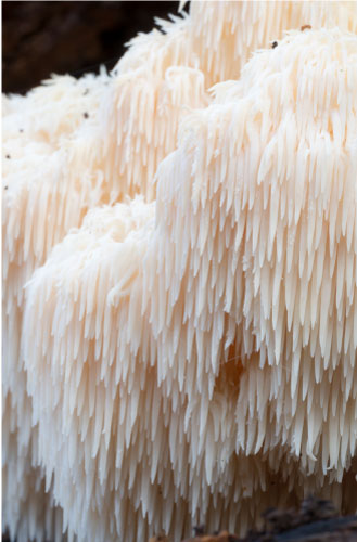 Organic 20:1 Lion's Mane Mushroom Extract - Raw Medicine