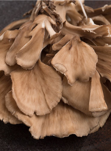 Organic Shrooms 4 Immune Mushroom Extract - Raw Medicine