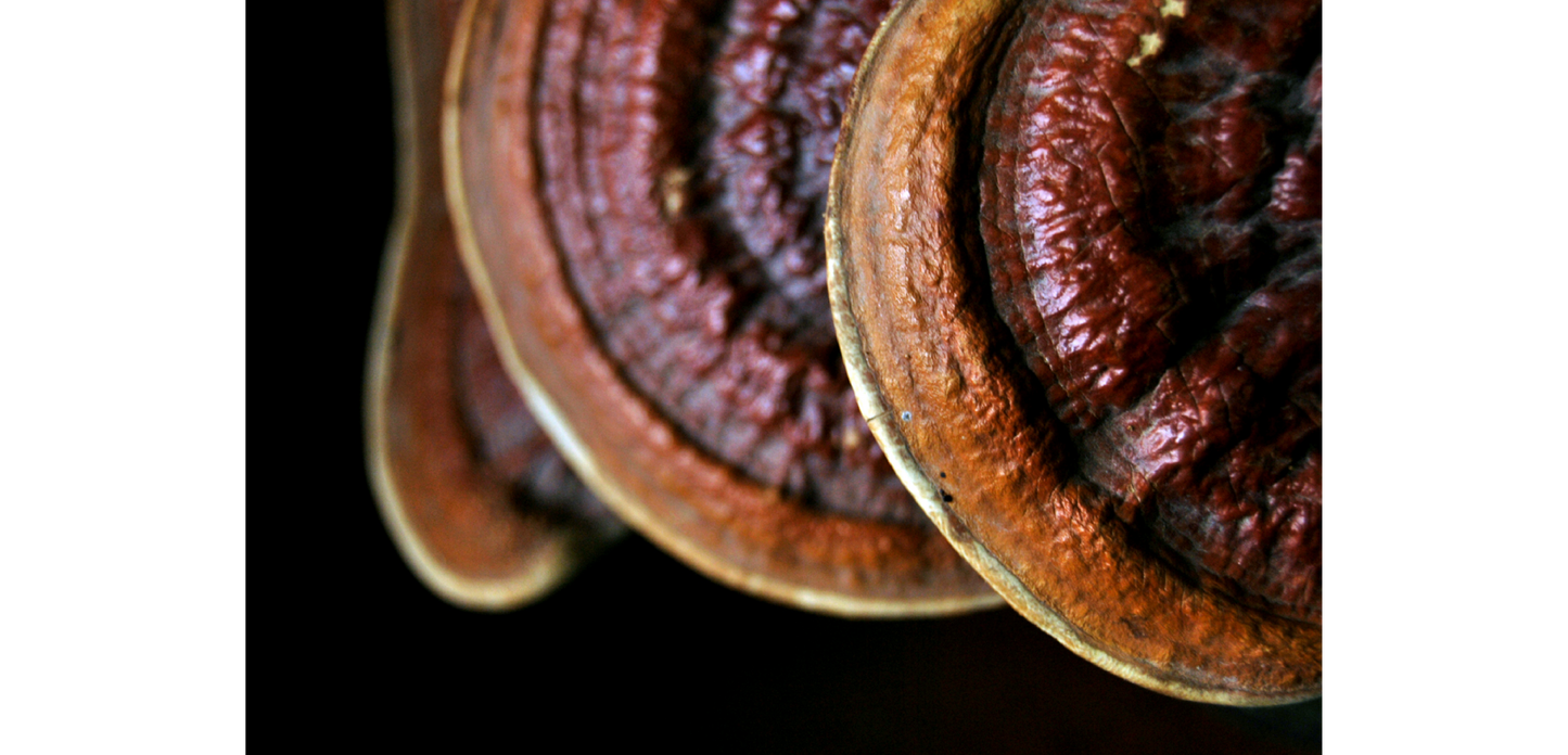 Organic 12:1 Reishi Mushroom Extract - Raw Medicine
