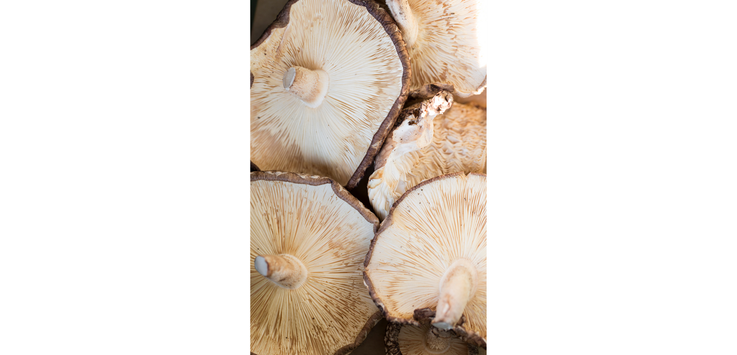 Organic 20:1 Shiitake Mushroom Extract - Raw Medicine