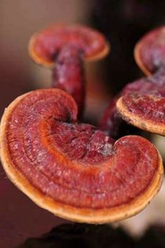 Organic Shrooms 4 Immune Mushroom Extract - Raw Medicine