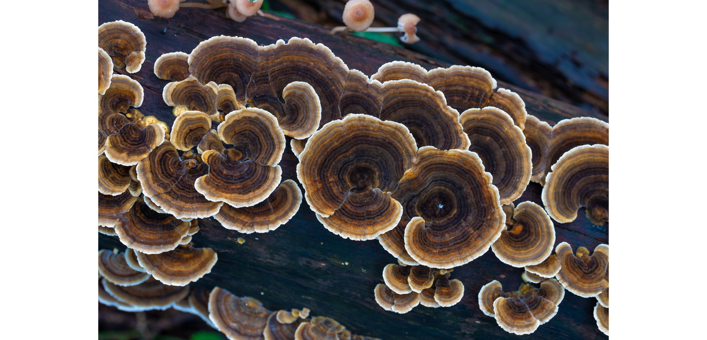 Organic 20:1 Turkey Tail Mushroom Extract - Raw Medicine