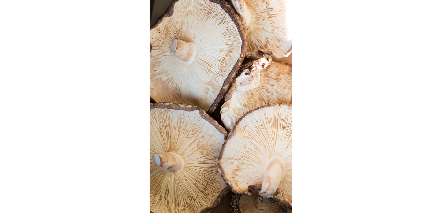 
                  
                    Organic 20:1 Shiitake Mushroom Extract - Raw Medicine
                  
                
